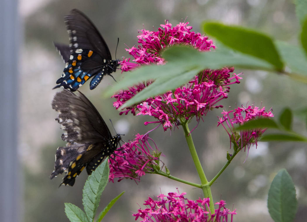 It’s butterfly season at Springs Preserve — VIDEO Las Vegas Review