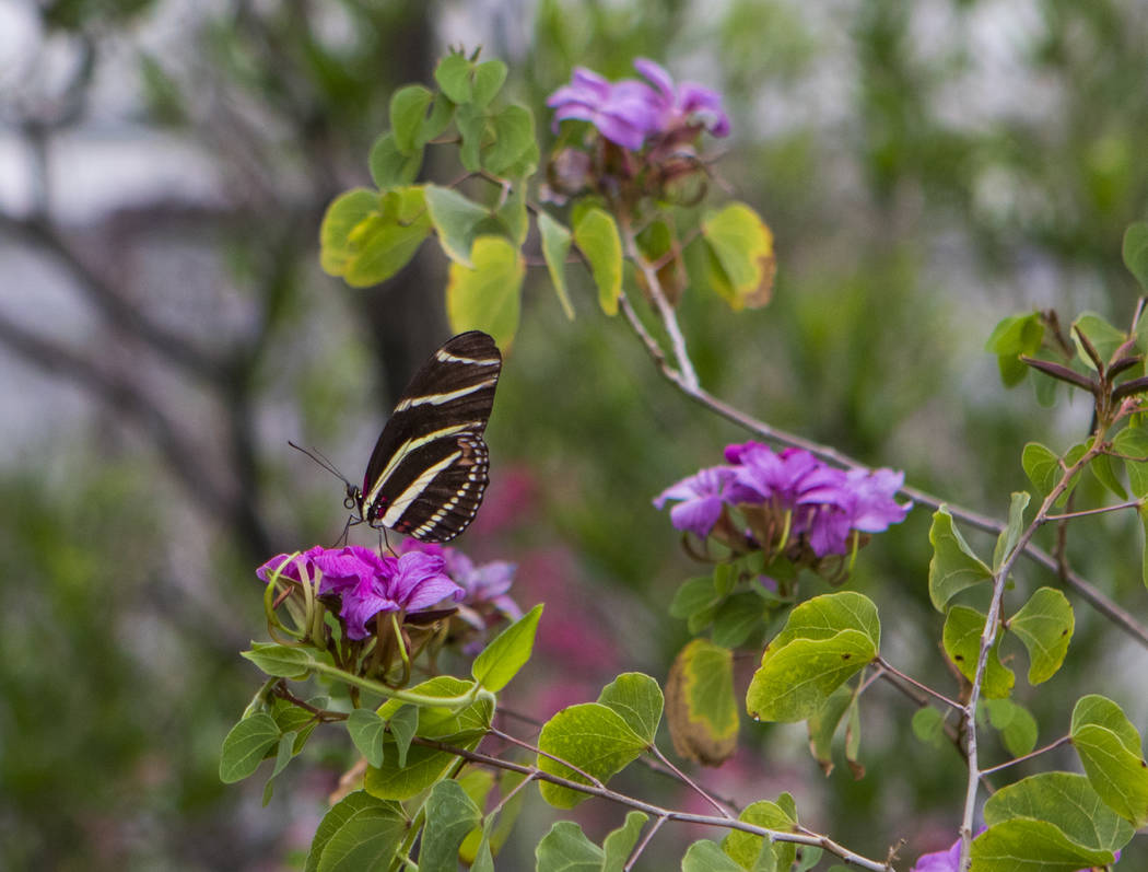 It’s butterfly season at Springs Preserve — VIDEO Las Vegas Review