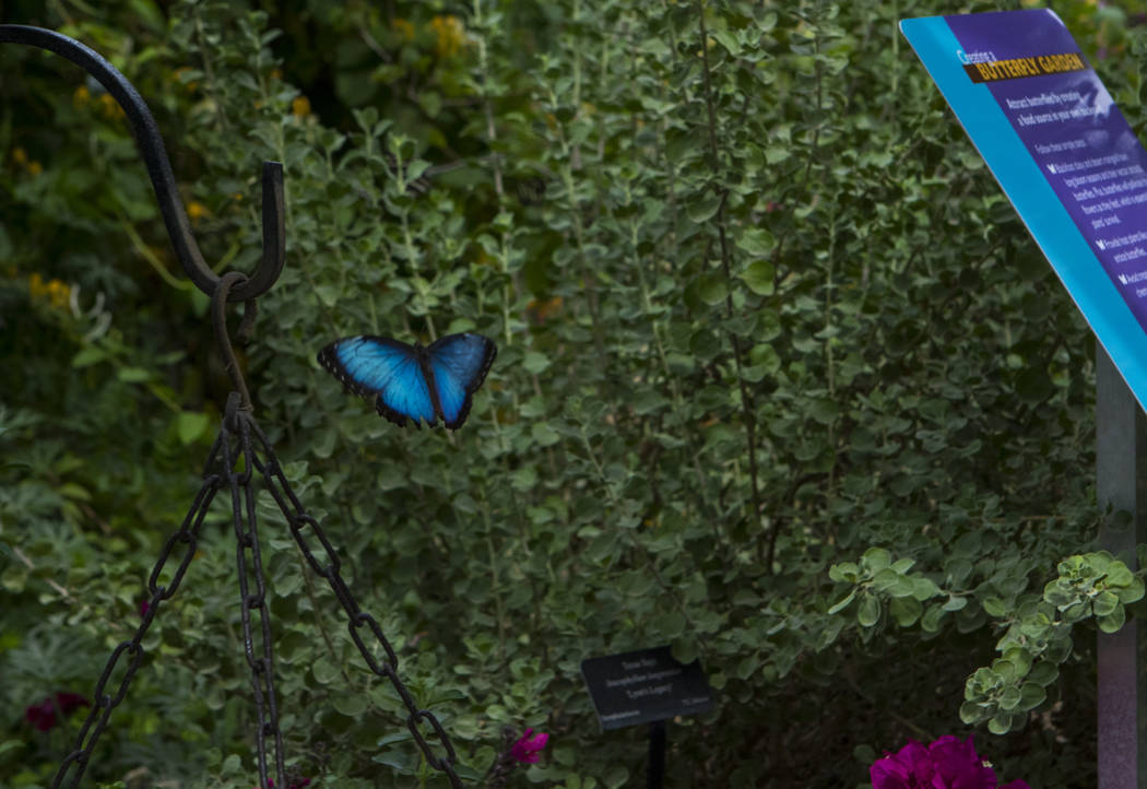 It’s butterfly season at Springs Preserve — VIDEO Las Vegas Review