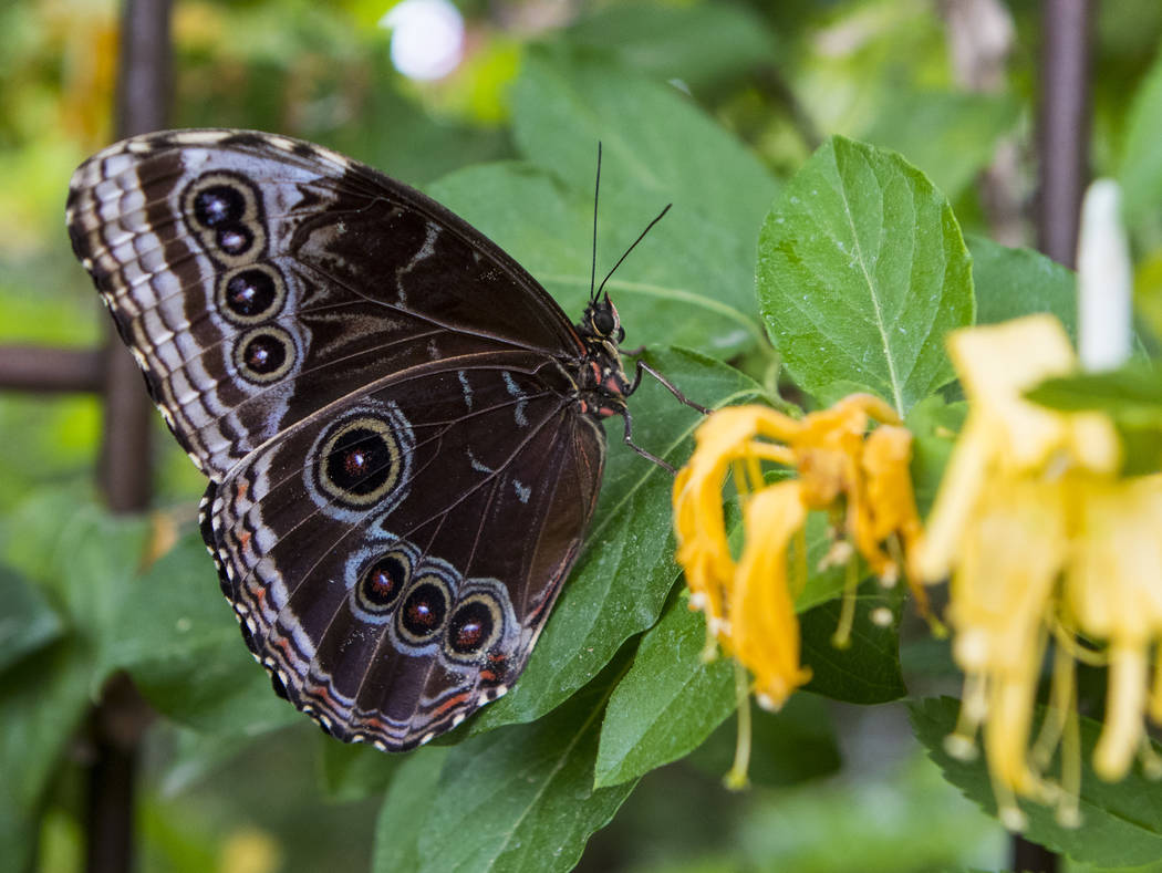 It’s butterfly season at Springs Preserve — VIDEO Las Vegas Review