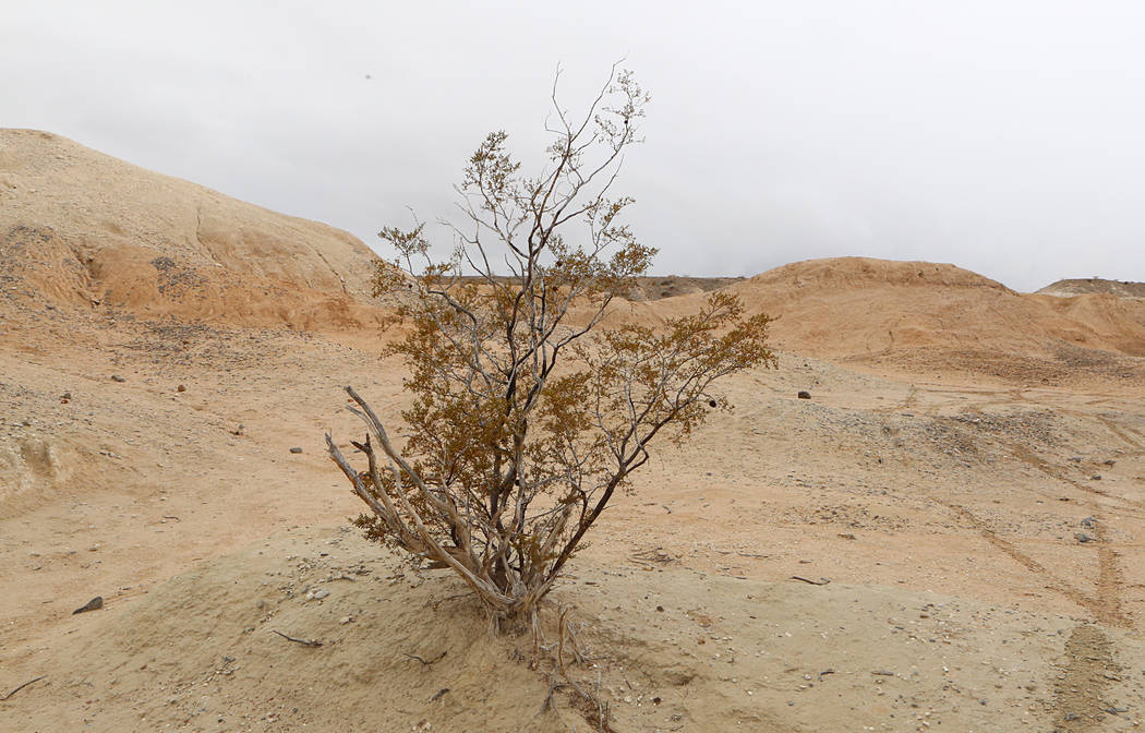 A Creosote bush used as a Christmas Tree for the 1962-1963 Big Dig stands at Tule Springs State Park where 20,000 year old animal fossils were found in 2011, on Friday, Jan. 20, 2017, in Las Vegas ...