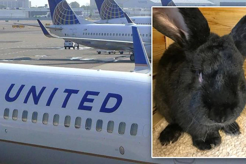 American airlines rabbit Clearance