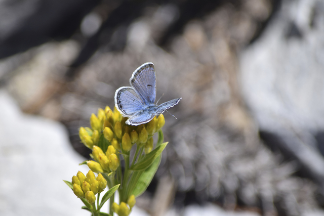 A male Mount Charleston blue butterfly collects nectar from a rock goldenrod flower in this undated photo taken in the Spring Mountains. Daniel Thompson/UNLV