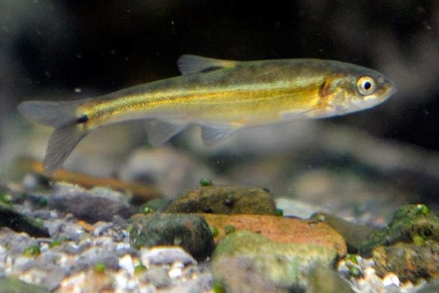 The endangered Moapa dace is only found in springs and streams at the headwaters of the Muddy River, 60 miles north of Las Vegas. Las Vegas Review-Journal file photo