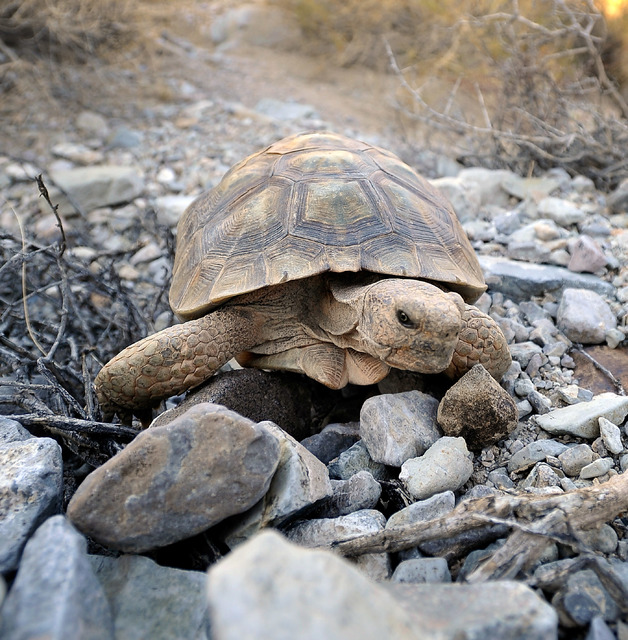 A desert tortoise crawls free after being released into the desert near Primm on Oct. 10, 2014. The Mojave desert tortoise is one of 40 threatended or endangered species found in Nevada. Las Vegas ...