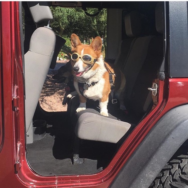 COURTESY
Corgis Scooter and Chloe travel in style in their Jeep Wrangler during the Chapman Chrysler Jeep Pamper Your Pet Day on Oct. 15.