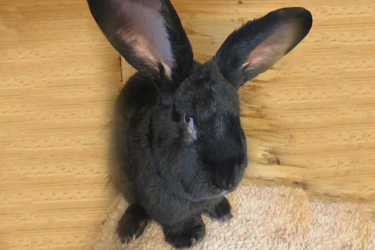 Owners of giant rabbit that died after United flight want answers ...