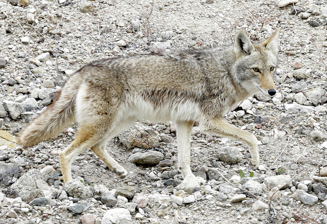 A coyote wanders at Lake Mead on Tuesday, Jan. 12, 2017.  (Bizuayehu Tesfaye/Las Vegas Review-Journal)@bizutesfaye