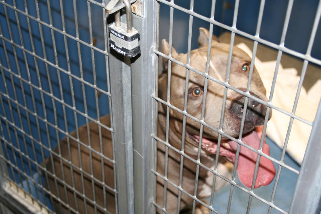 A male pit bull mix was put down on Tuesday, May 9, 2017 after killing a 6-month-old girl in Las Vegas. (Clark County)