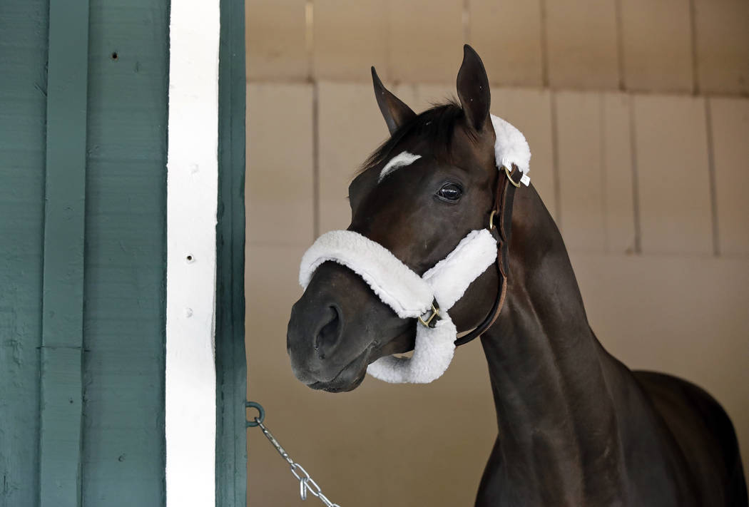 Kentucky Derby winner Always Dreaming stands in his stall at Pimlico Race Course in Baltimore, Tuesday, May 9, 2017. The Preakness Stakes horse race is scheduled to take place May 20. (AP Photo/Pa ...