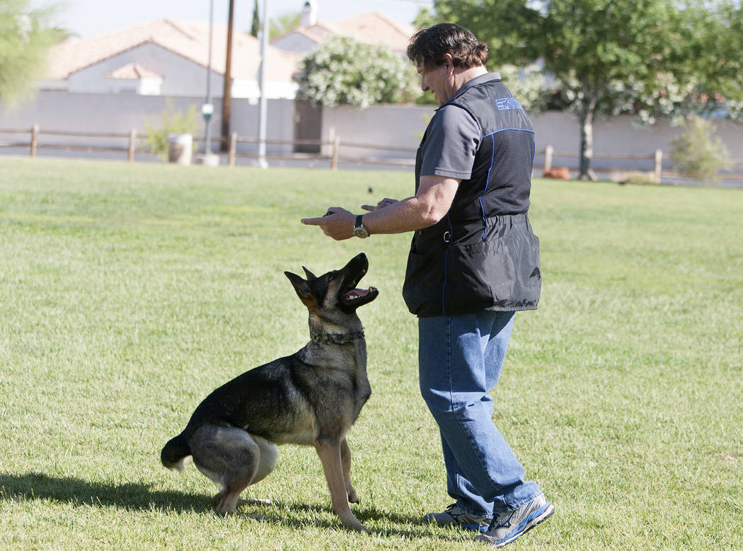 Dog trainer David Rivisto demonstrates how he trains his dog, Arletta, at Wayne Bunker Park on May 12, 2017, in Las Vegas. Bizuayehu Tesfaye Las Vegas Review-Journal @bizutesfaye