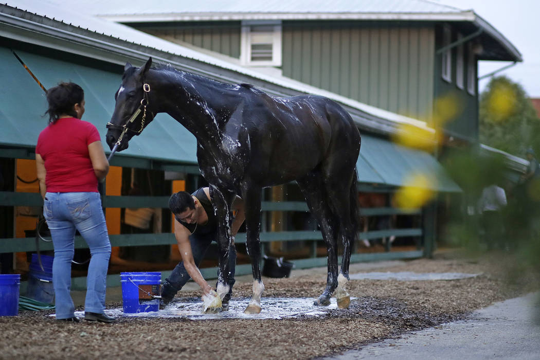 Kentucky Derby winner Always Dreaming is washed after a workout at Pimlico Race Course in Baltimore, Thursday, May 18, 2017. The Preakness Stakes horse race is scheduled to take place May 20. (AP  ...