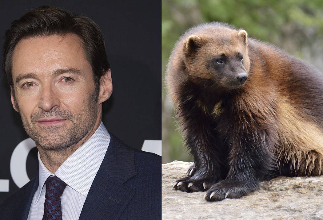 Actor Hugh Jackman didn't know wolverines were real | Las Vegas  Review-Journal