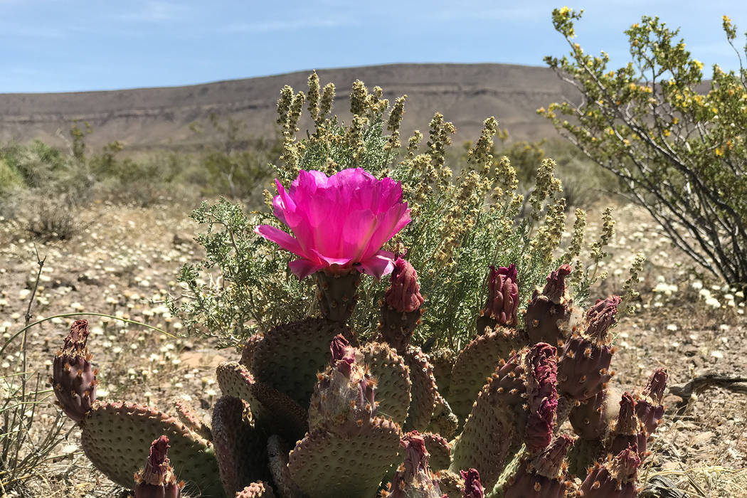 A cactus blooms May 3, 2017 on the west side of Yucca Mountain Keith Rogers/Las Vegas Review-Journal