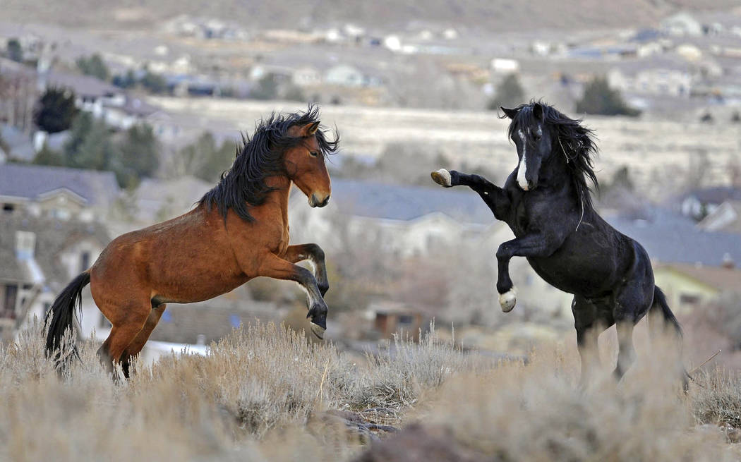 FILE - In this Jan. 13, 2010 file photo, two young wild horses play while grazing in Reno, Nev. (Andy Barron/The Reno Gazette-Journal via AP)