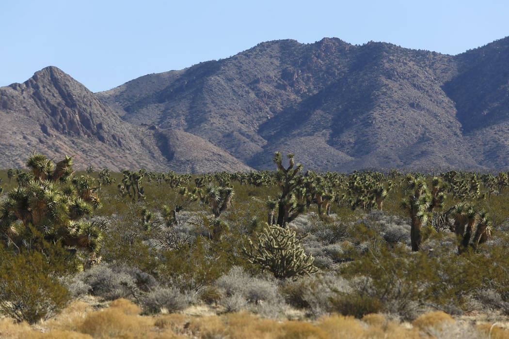 A valley of Joshua trees at Gold Butte National Monument on Tuesday, Jan. 17, 2017. (Las Vegas Review-Journal)