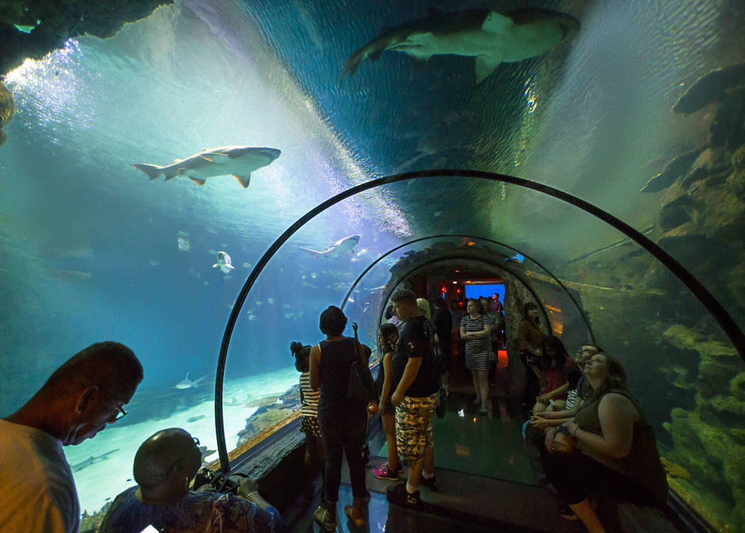 Mandalay Bay Aquarium Shark Reef