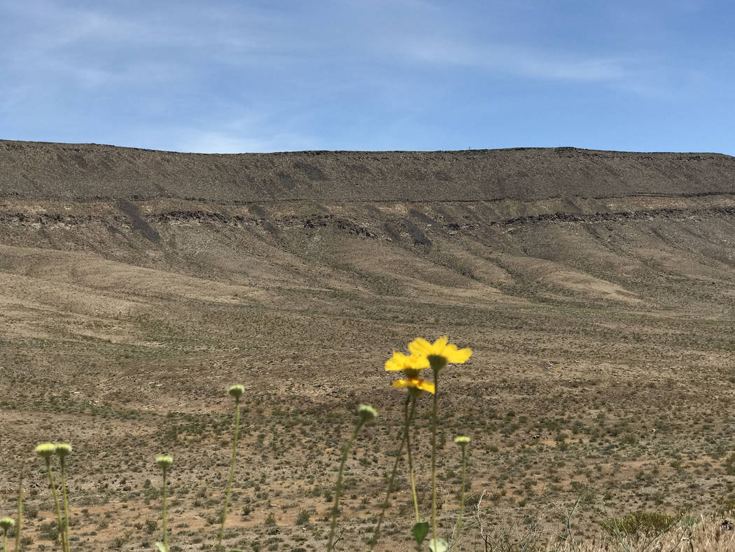 Wild flowers bloom on the fringe of Solitario Canyon, west of Yucca Mountain, May 3, 2017. Keith Rogers Las Vegas Review-Journal