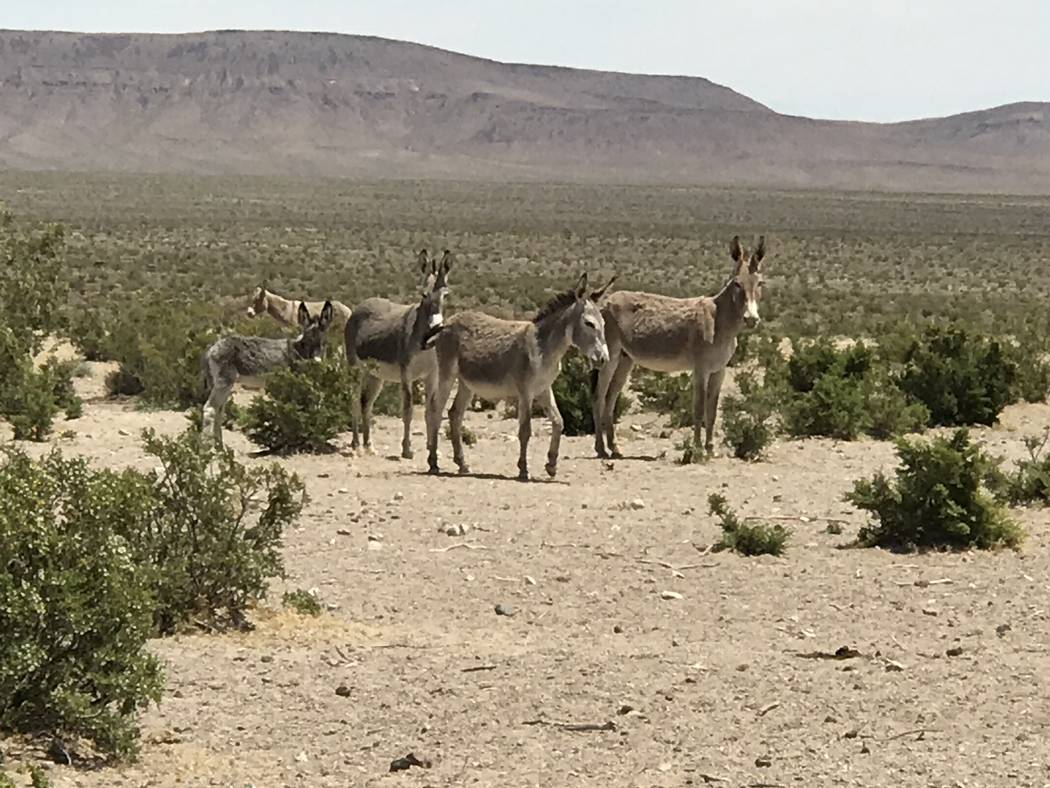 Wild burros in Crater Flat with Yucca Mountain in the background, May 22, 2017. Keith Rogers Las Vegas Review-Journal