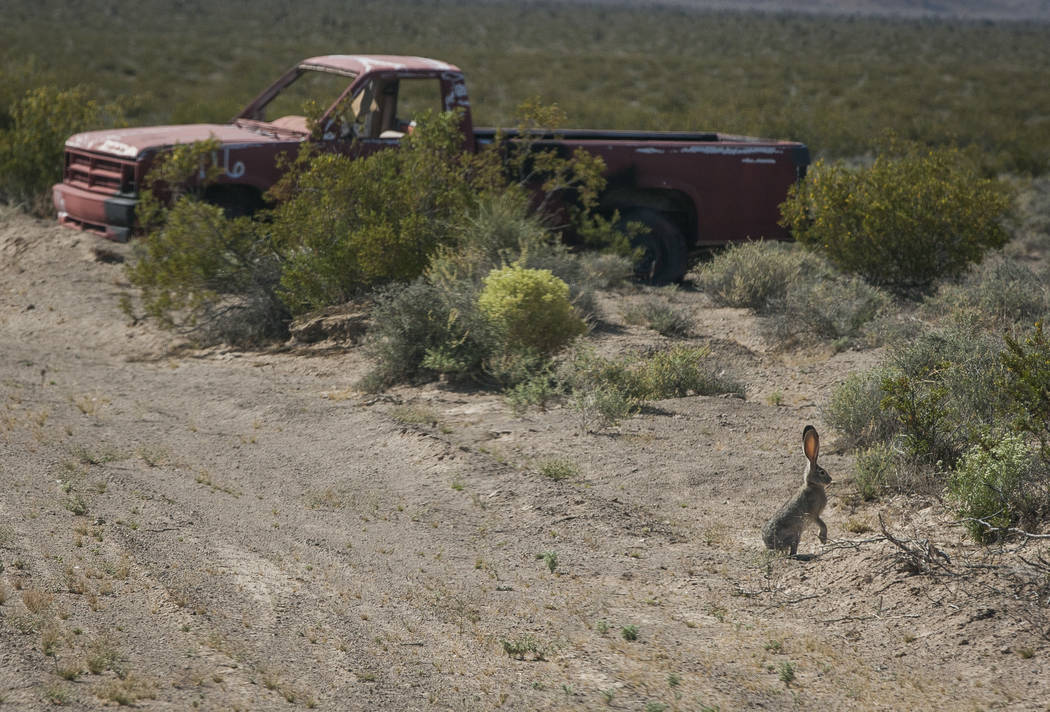 A jackrabbit stands near a target vehicle at the Nevada Test and Training Range on Sunday, May 21, 2017. Patrick Connolly Las Vegas Review-Journal @PConnPie