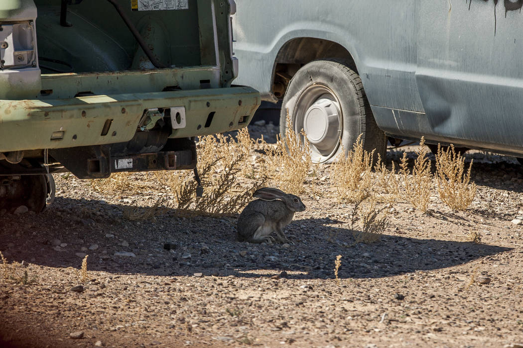 A jackrabbit hides in the shade of a target vehicle inside "Gotham City," an urban warfare practice facility at the Nevada Test and Training Range. Patrick Connolly Las Vegas Review-Journal @PConnPie