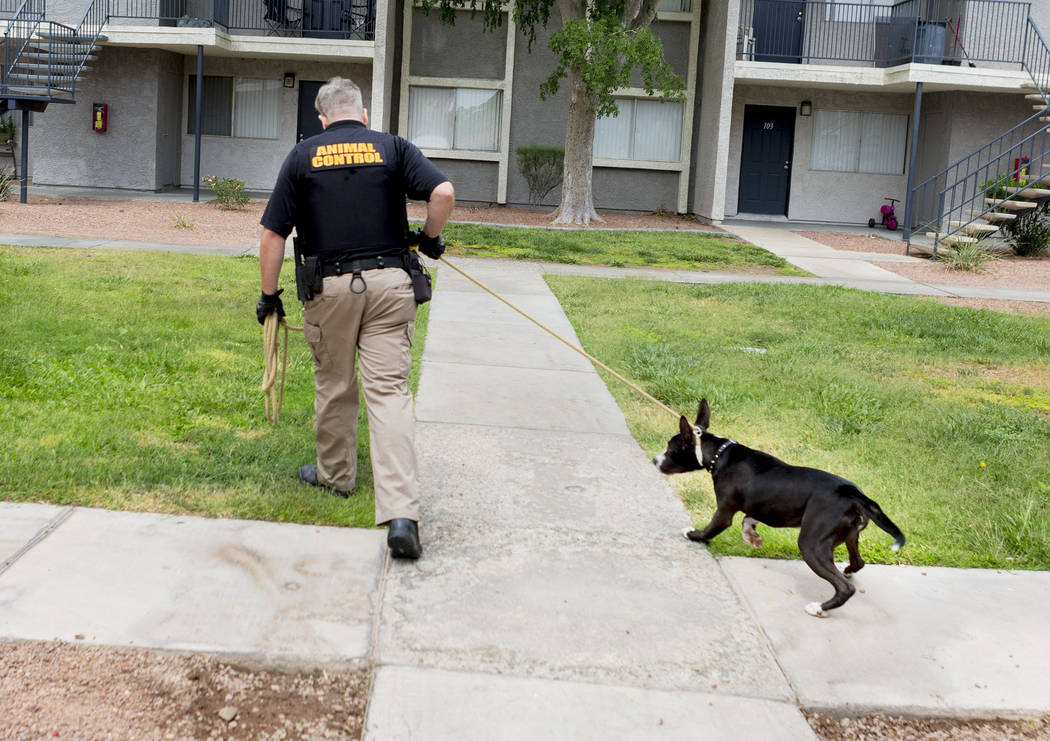 Animal control officer Mike Felton collects an unaggressive abandoned dog from an apartment complex in Las Vegas, Wednesday,  May 31, 2017. Elizabeth Brumley/Las Vegas Review-Journal