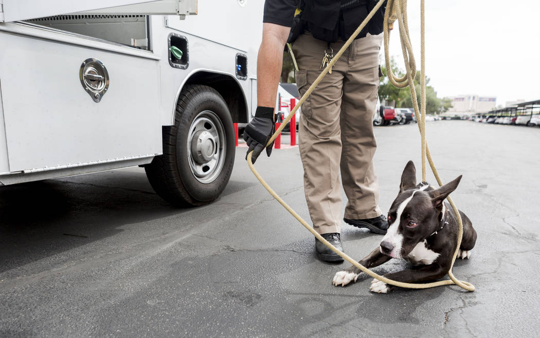 Animal control officer Mike Felton collects an unaggressive abandoned dog from an apartment complex in Las Vegas, Wednesday, May 31, 2017.  Elizabeth Brumley/Las Vegas Review-Journal