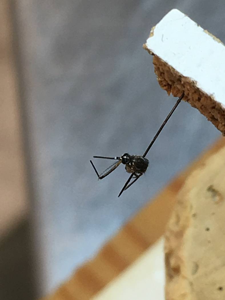Mosquito capable of spreading Zika found in Southern Nevada North Las