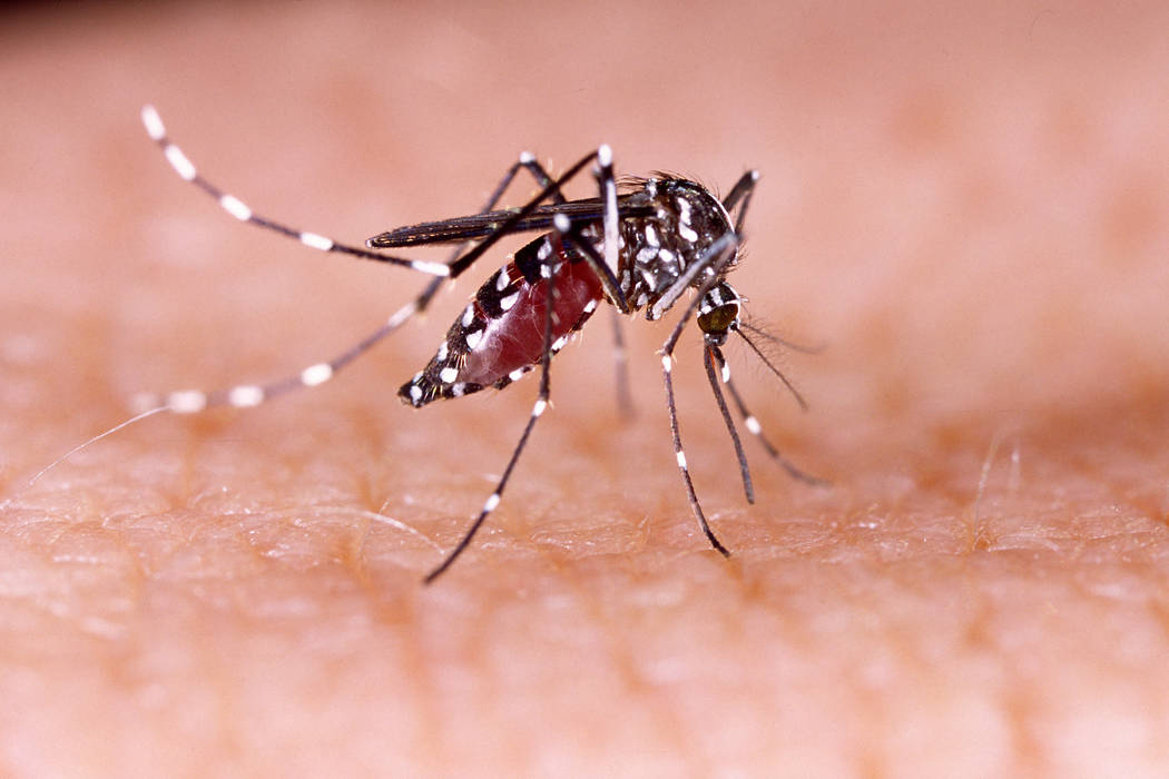 Mosquito capable of spreading Zika found in Southern Nevada North Las