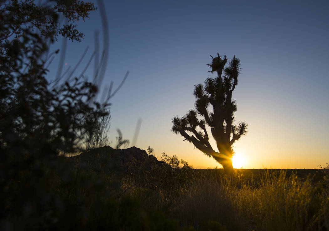 A Joshua tree is silhouetted against the sky in the Whitney Pockets area of the Gold Butte National Monument south of Bunkerville on Friday, June 2, 2017. Chase Stevens Las Vegas Review-Journal @c ...