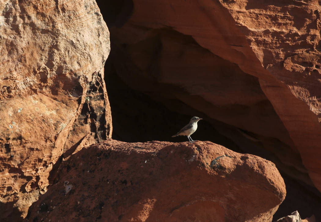 A small bird in the Gold Butte National Monument south of Bunkerville on Friday, June 2, 2017. Chase Stevens Las Vegas Review-Journal @csstevensphoto