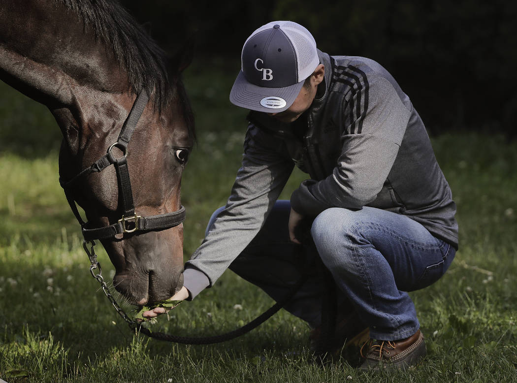 Assistant trainer Masaaki Minamida feeds Belmont Stakes hopeful Epicharis a handful of grass outside the barn, Thursday, June 8, 2017, in Elmont, N.Y. Epicharis, who is in the field of 12 for the  ...