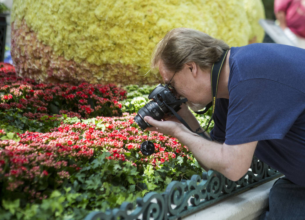 Russell Enniss, a Las Vegas resident, gets close up shots of flowers during the opening of the new Italian-inspired display at Bellagio's Conservatory & Botanical Gardens on Monday, June 12, 2 ...