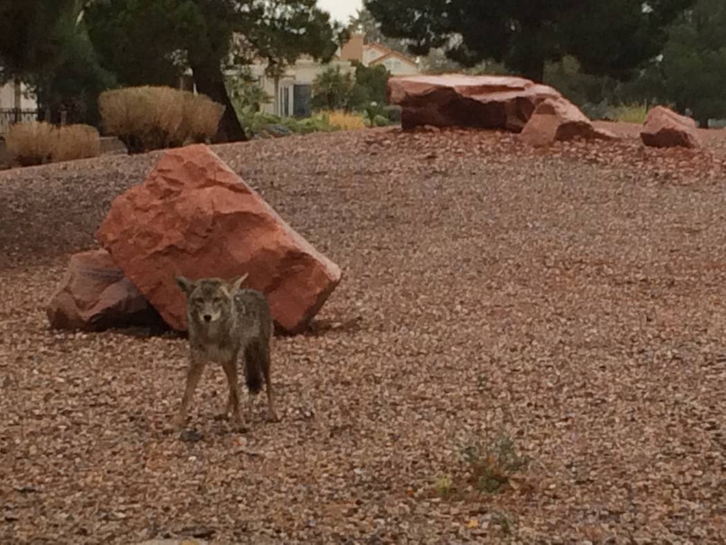 Coyote Flats residents express concerns about LV, Local News