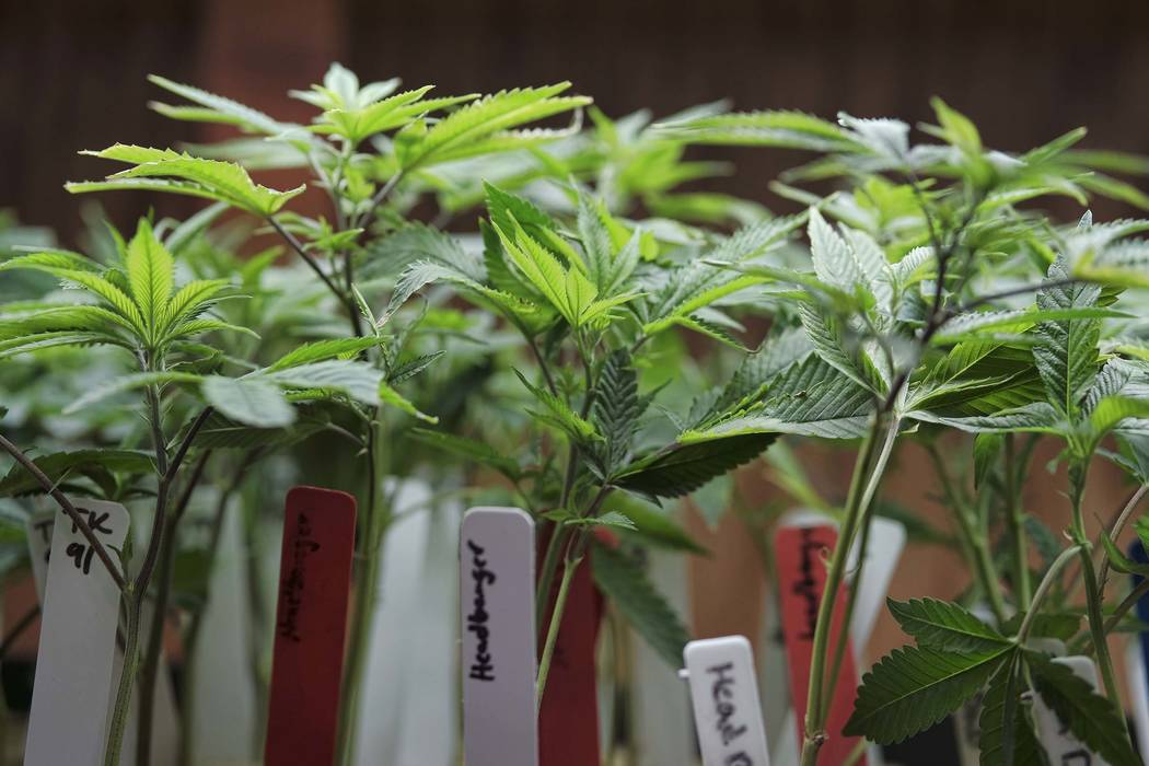 Recreational marijuana sales should begin on July 1 in Nevada. (Richard Vogel/AP, File)