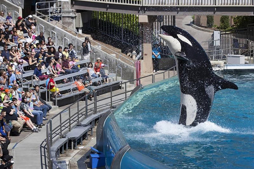 SeaWorld subpoenaed in connection with ‘Blackfish’ investigation