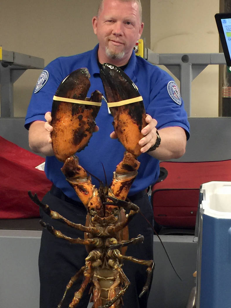 20-pound live lobster found in checked luggage at Boston airport | Las Vegas Review-Journal