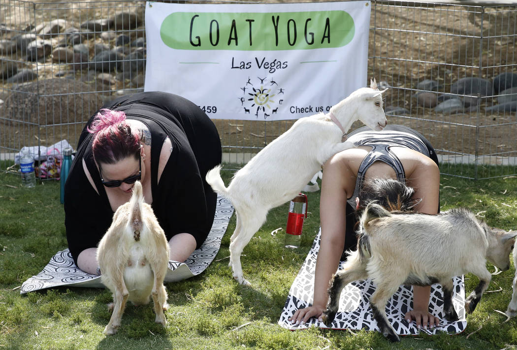 The new kid craze: Goat Yoga