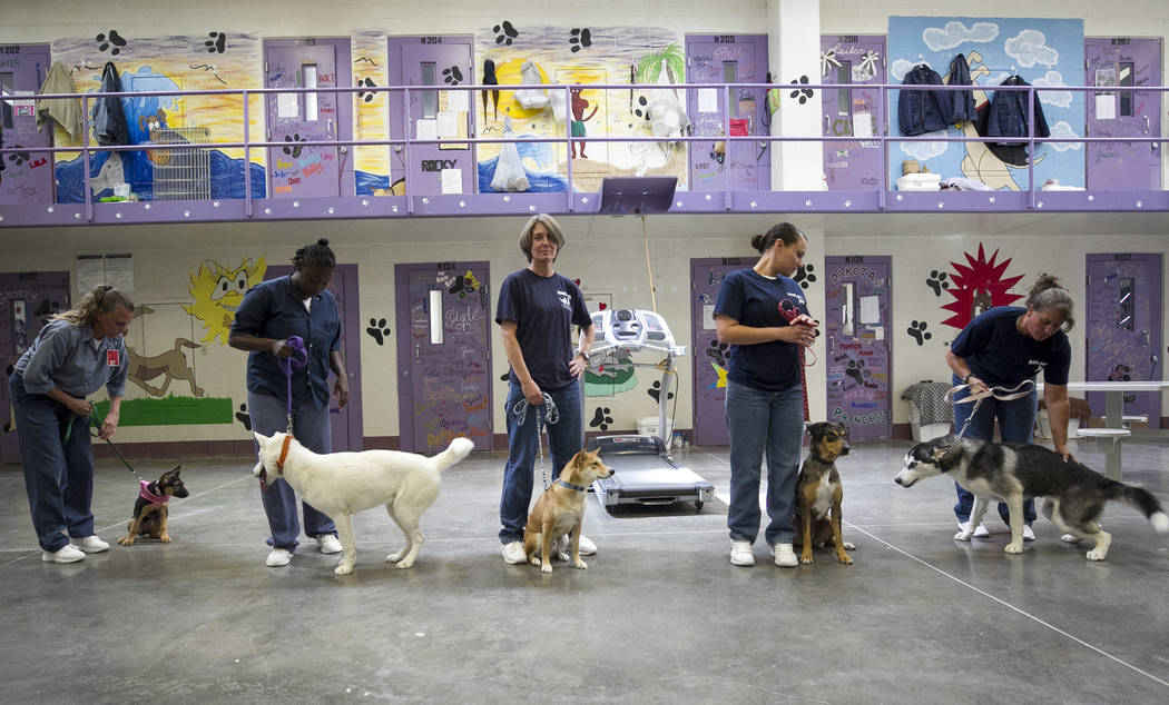 Inmates with their dogs inside the Pups on Parole cell block at the Florence McClure Women's Correctional Center in Las Vegas on Tuesday, July 11, 2017. Richard Brian Las Vegas Review-Journal @veg ...