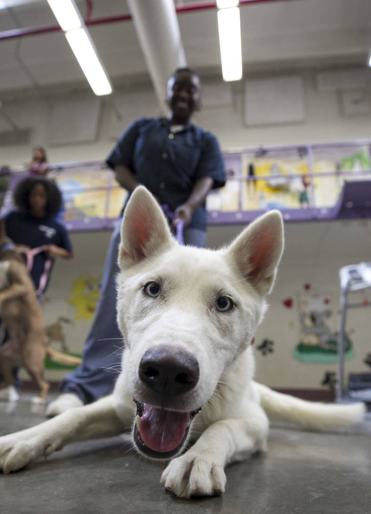 Inmate Simone Taylor with Stormy, a Siberian husky, inside the Pups on Parole cell block at the Florence McClure Women's Correctional Center in Las Vegas on Tuesday, July 11, 2017. Richard Brian L ...