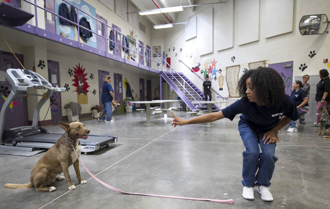 Inmate Pattae Robinson gives a command to Hazel, an Australian cattle dog, inside the Pups on Parole cell block at the Florence McClure Women's Correctional Center in Las Vegas on Tuesday, July 11 ...