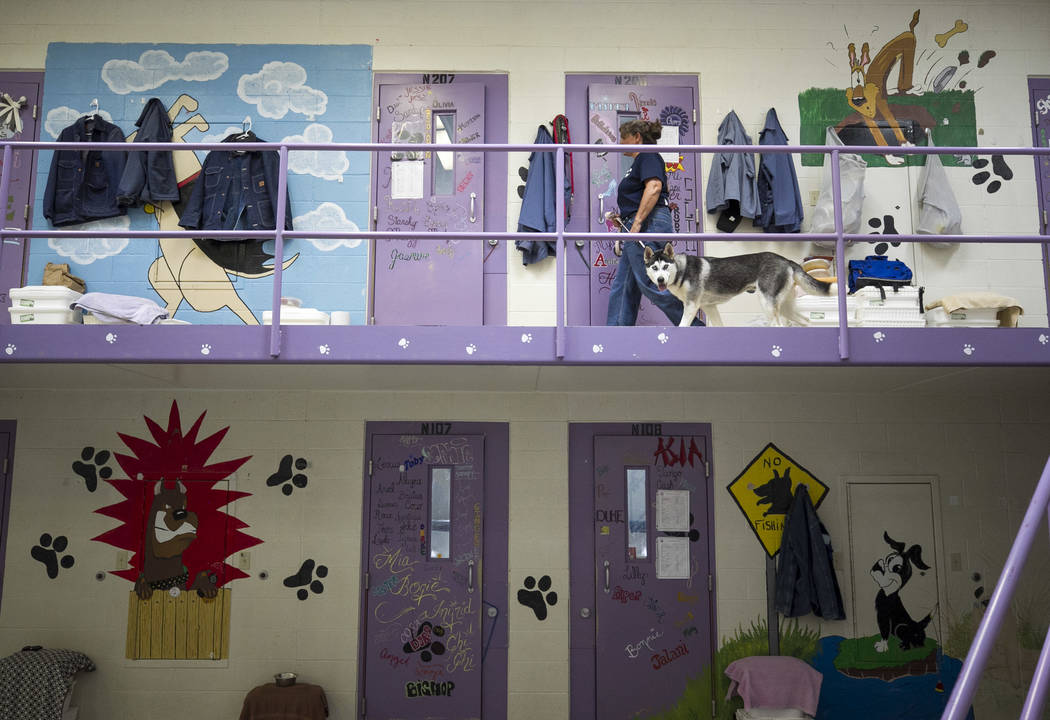 An inmate walks a dog inside the Pups on Parole cell block at the Florence McClure Women's Correctional Center in Las Vegas on Tuesday, July 11, 2017. Richard Brian Las Vegas Review-Journal @vegas ...