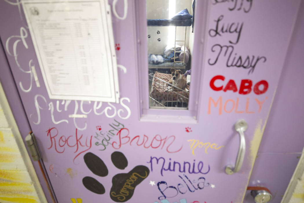 A dog sits inside a cell room at the Pups on Parole cell block at the Florence McClure Women's Correctional Center in Las Vegas on Tuesday, July 11, 2017. Richard Brian Las Vegas Review-Journal @v ...