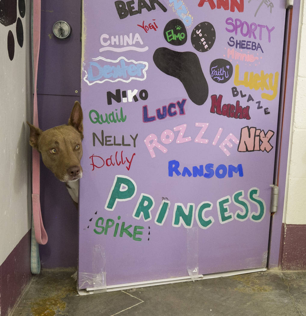 Hazel, an Australian cattle dog, peeks out from her cell inside the Pups on Parole cell block at the Florence McClure Women's Correctional Center in Las Vegas on Tuesday, July 11, 2017. Richard Br ...