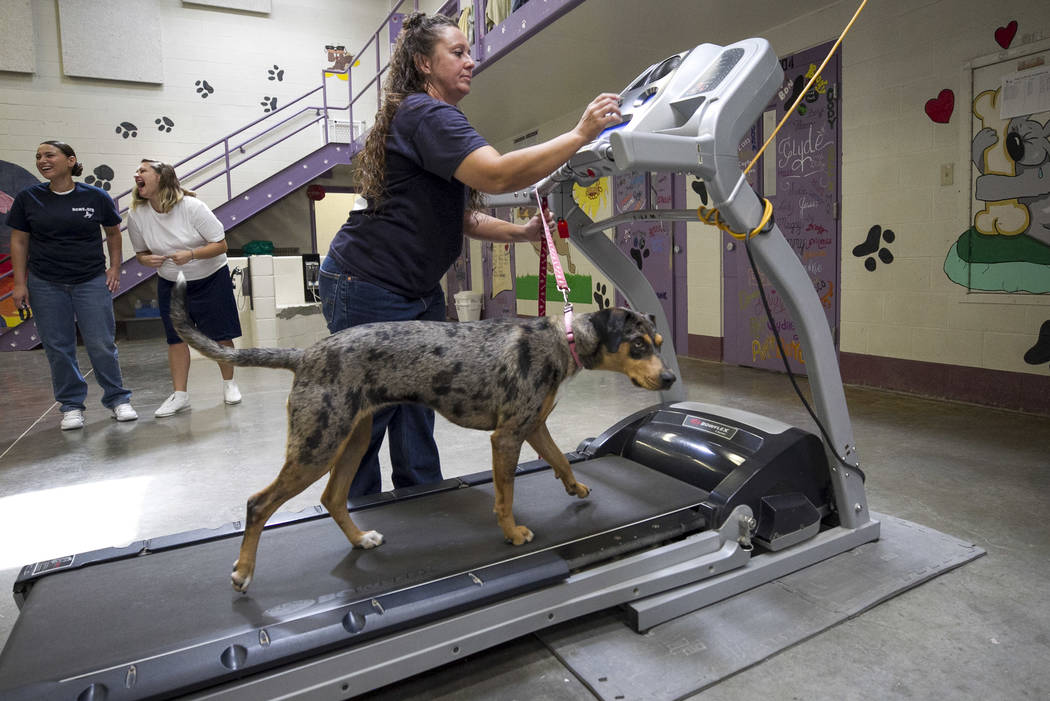 Inmates practice training, companionship with Pups on Parole Las