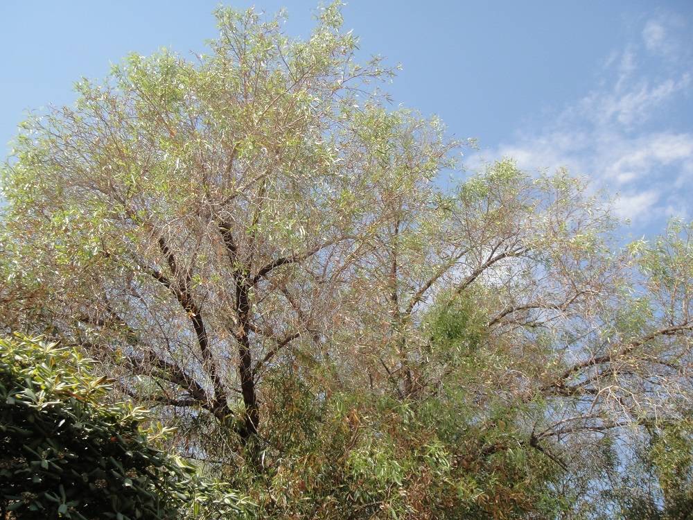 Humidity Of Monsoon Season Can Cause Plant Disease Problems Las Vegas Review Journal