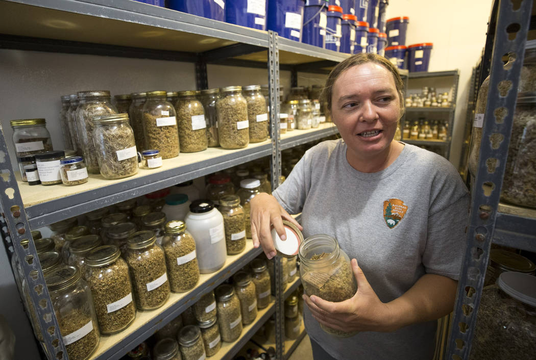 Biologist Kelly Wallace, manager of Song Dog Native Plant Nursery, opens a jar of ambrosia dumosa seeds, Saturday, July 15, 2017, in the seed storage room at the nursery located inside the Lake Me ...