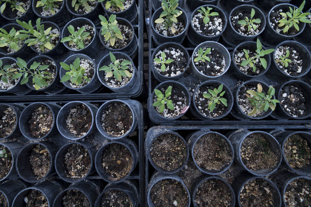 Planted seedlings of Mojave sage in a greenhouse at Song Dog Native Plant Nursery located at Lake Mead National Recreation Area, Saturday, July 15, 2017. Richard Brian Las Vegas Review-Journal @ve ...