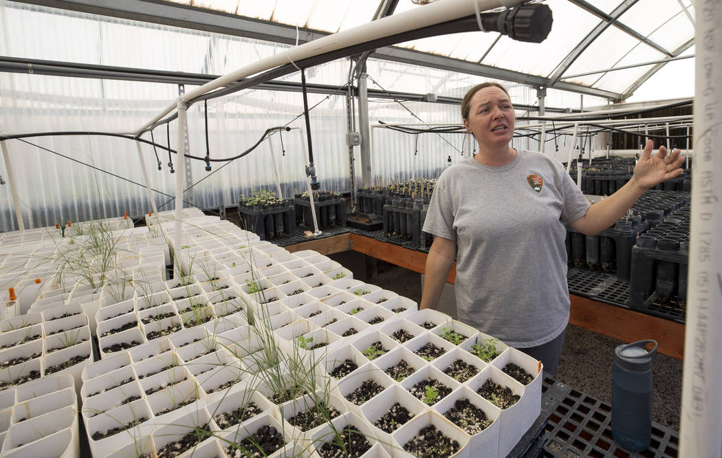 Biologist Kelly Wallace, manager of Song Dog Native Plant Nursery, in a greenhouse at the nursery located inside Lake Mead National Recreation Area, Saturday, July 15, 2017,. Richard Brian Las Veg ...