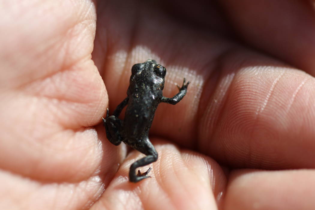 A researcher holds a baby Dixie Valley toad at the isolated, spring-fed marsh where it lives in remote Churchill County. (Michelle Gordon)